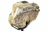 Fossil Mosasaur Jaw Section with Metal Stand - Texas #377880-4